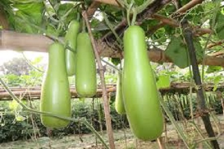 That's why you eat bottle gourd