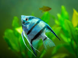 Jenis Ikan Manfish Angelfish Platinum