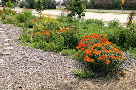 rain garden in bloom, Summer 2014