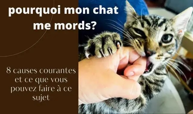 pourquoi mon chat me mords?