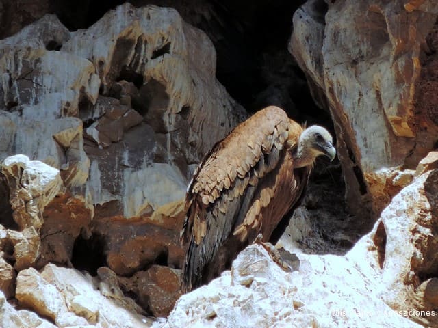 buitre leonado, riaza