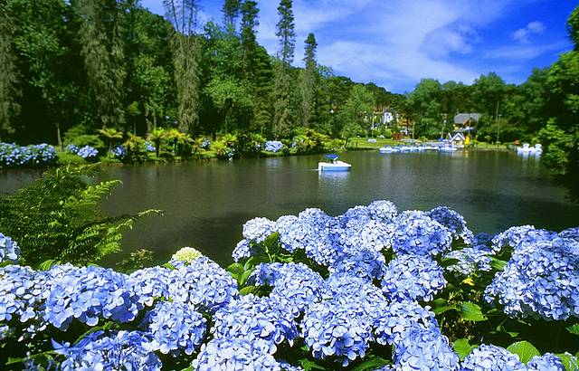 A flor é de cultivo fácil, rápido e simples. Rústica e de boa adaptação a diferentes tipos de solos, a hortênsia ainda se destaca quanto à exuberância dos cachos, que são muito utilizados para adornar diferentes ambientes.