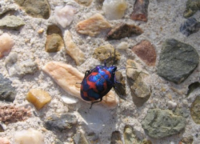 god gifted colourful insects photo collection