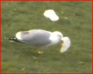 gull eating plastic bag