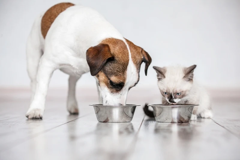 Çalışanlar en çok kedi besliyor