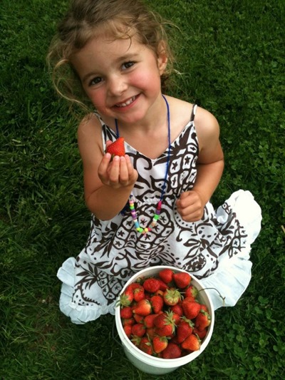 strawberry picking