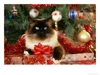 cats wallpaper for xmas