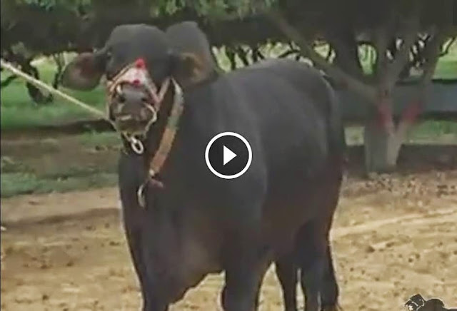 shah cattle farm 2014 video, shah cattle farm 2014 dailymotion, shah cattle farm 2014 facebook, shah cattle farm 2014 pics, shah cattle farm 2014 cows, Shah Cattle Farm 