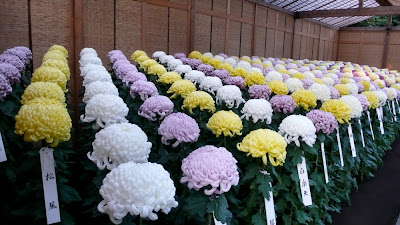 Chrysanthemums in Shinjuku,Tokyo, Japan