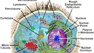 Microtubules In Animal Cell Diagram : Knowledge Class: Centrioles / Check spelling or type a new query.