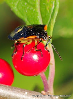 Bugs and Berries