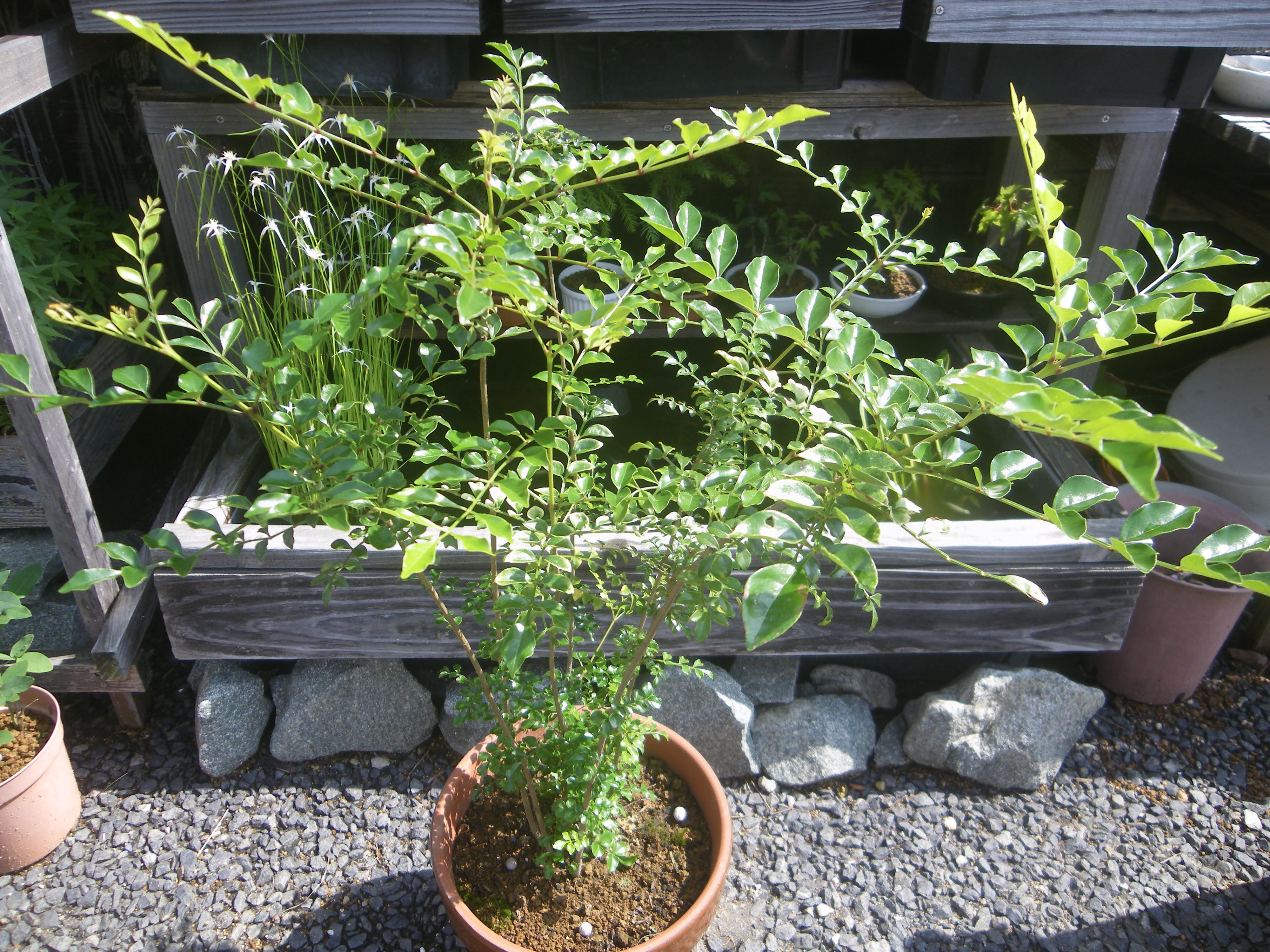 シマトネリコの鉢植えの育て方 植え付け編 肥料と剪定 メダカの大工