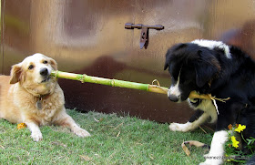dogs chew cornstalk