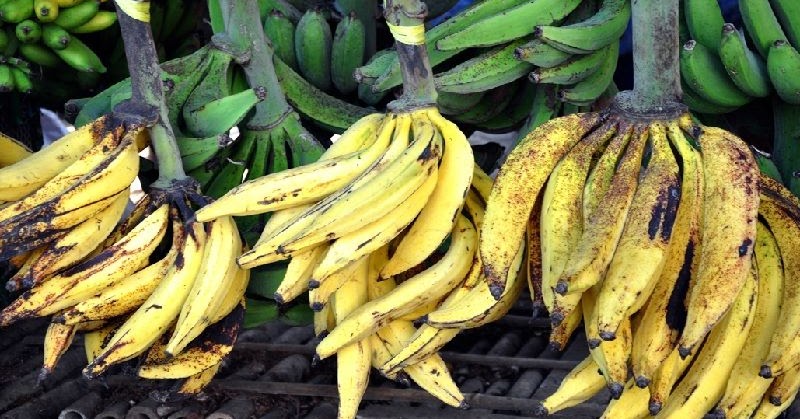 Mau Tau Beda Pisang  Agung Dan  Pisang  Tanduk Berikut 