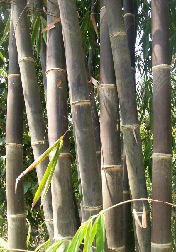 10+ Video Kerajinan Bambu Hitam