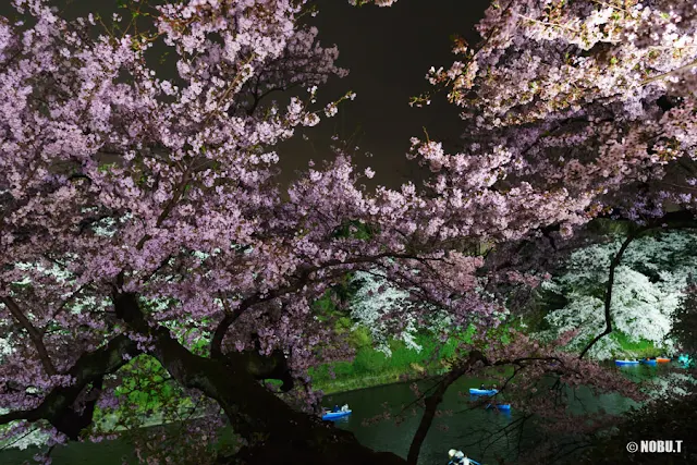 2017年・千鳥ヶ淵の夜桜ライトアップ