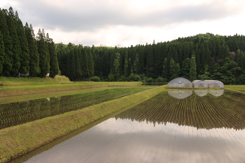Rice fields
