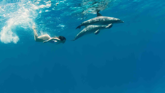 Swim with Dolphins