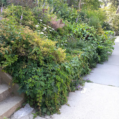 Parkdale Toronto Front Garden Cleanup Before by Paul Jung Gardening Services--a Toronto Gardener You can Hire