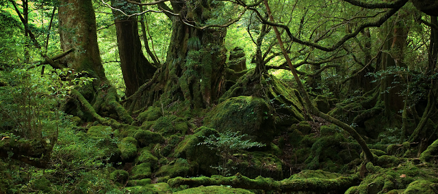 Bosque natural-Naturalis muebles ecológicos-materiales reciclados