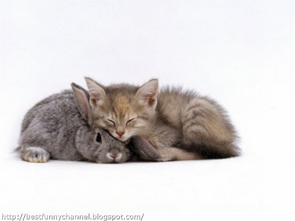 Grey bunny and kitten.