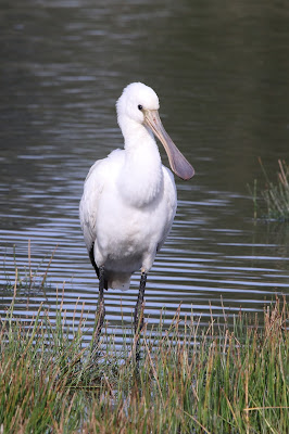 Leppelbek - Lepelaar - Platalea leucorodia