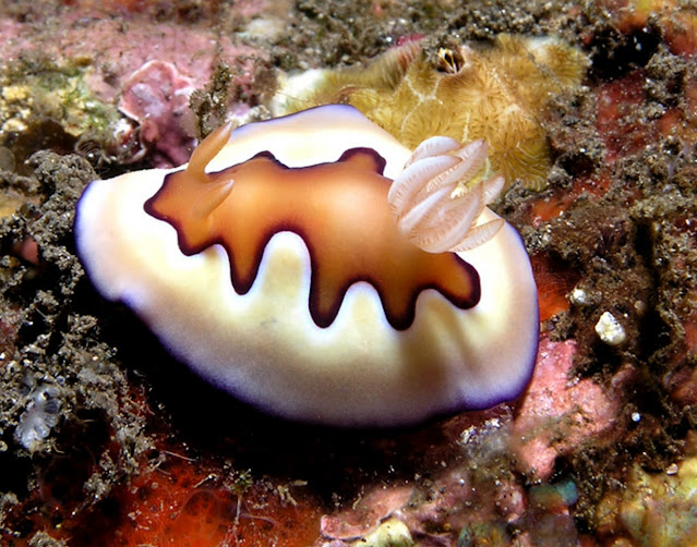 Chromodoris сoi