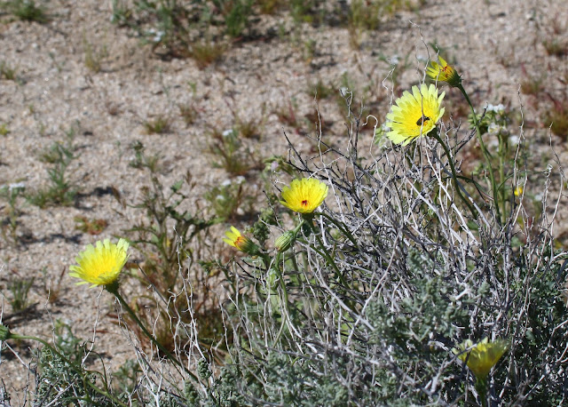 Desert Dandelion