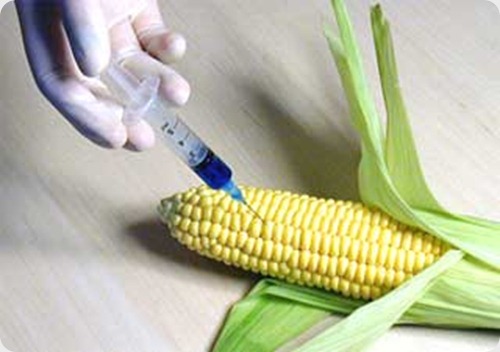 monsanto-corn
