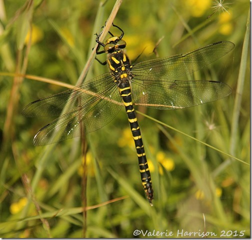 21-golden-ringed-dragonfly