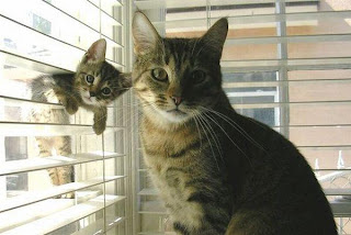 Little cat with his mummy