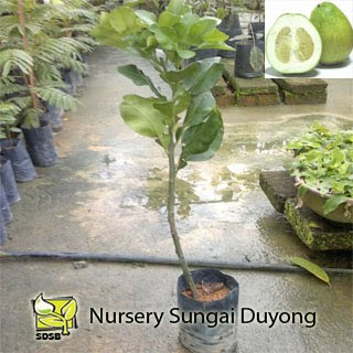 Nursery Sungai Duyong: Limau Bali Gedung Tumbuhan Anda ...