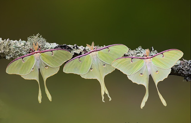 Resultado de imagem para actias luna macho