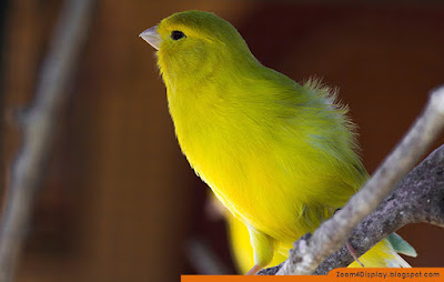 Song Canary