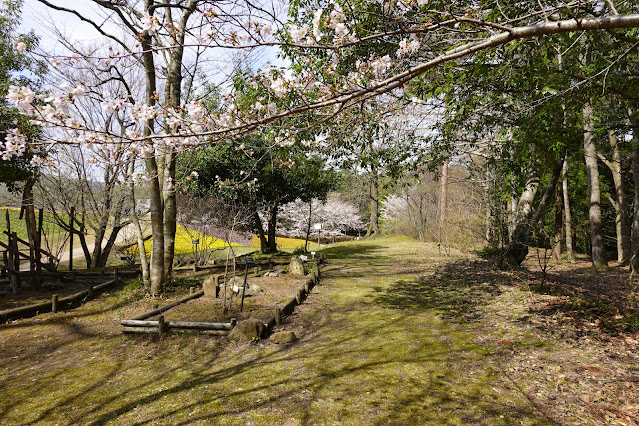 鳥取県西伯郡南部町鶴田 とっとり花回廊 花の丘