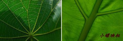leaf-1.jpg