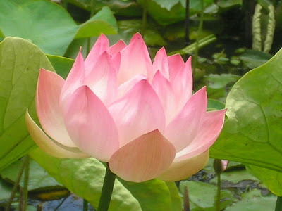 Lotus Flower  Picture