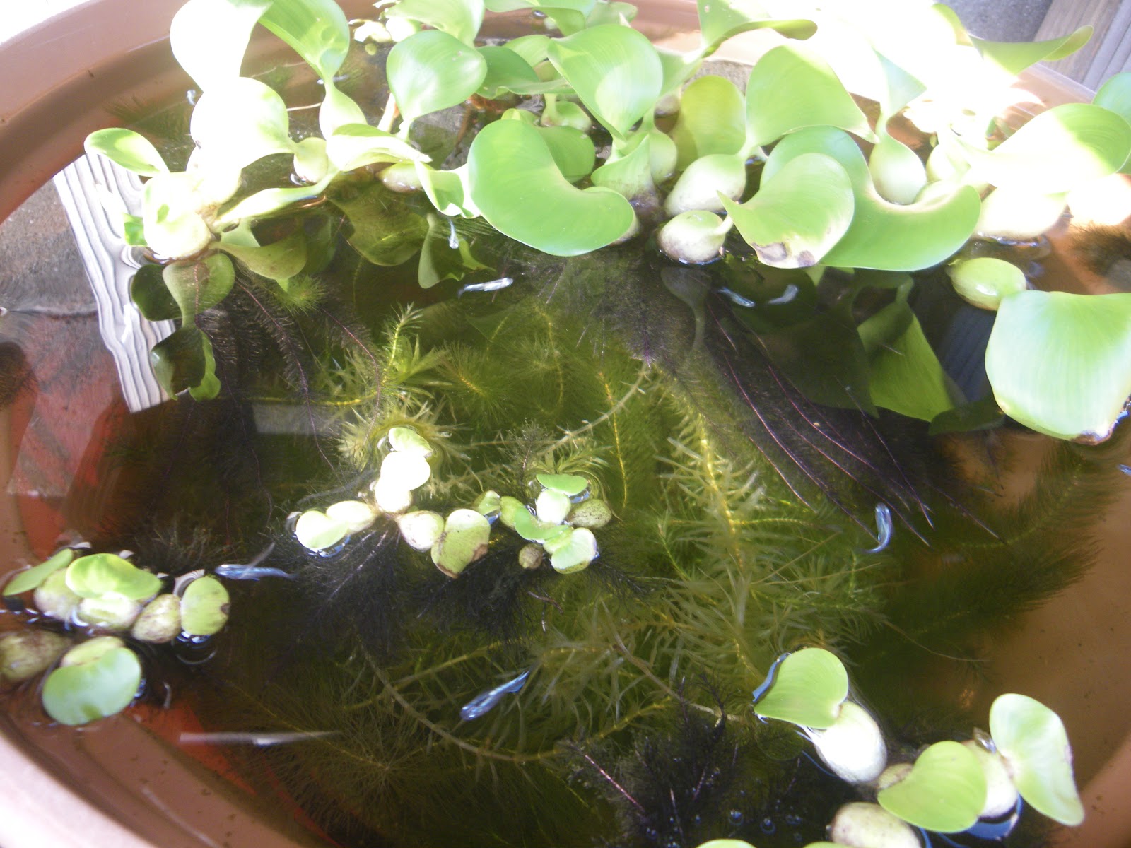 樹木の鉢植えを メダカのビオトープにレイアウトするために 栽培しています メダカの大工