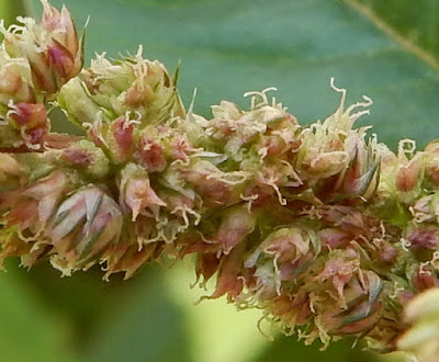 野莧菜的花