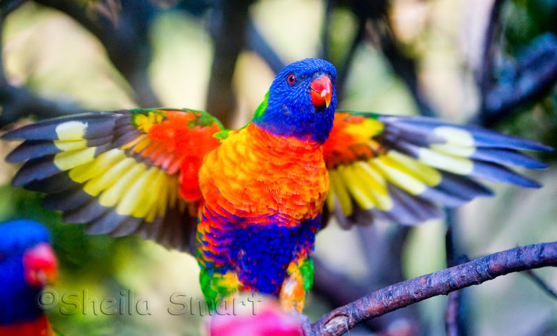 Burung Paling Cantik