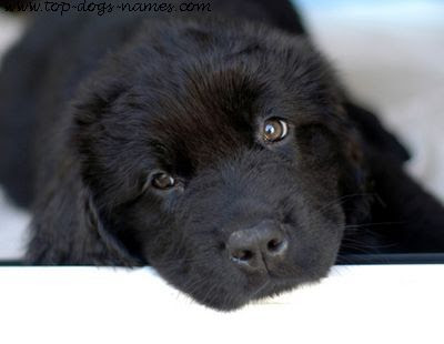 black dog syndrome