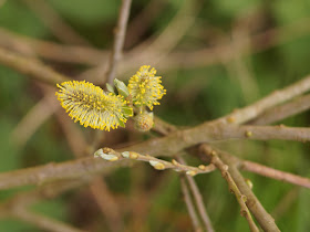 spring breeze in the willows