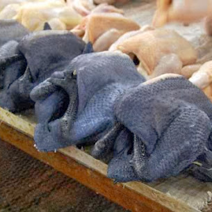 Ayam cantik yang daging seluruhnya berwarna hitam