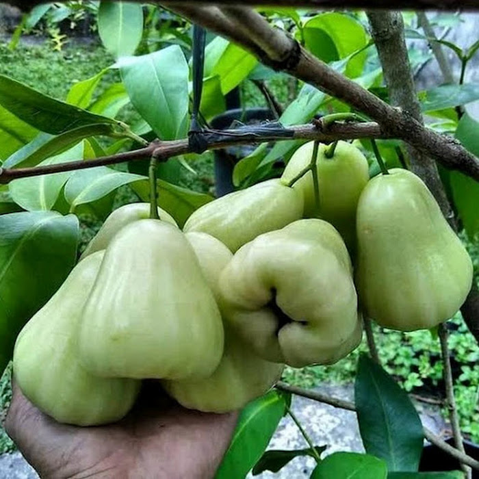 Bibit Jambu Madura