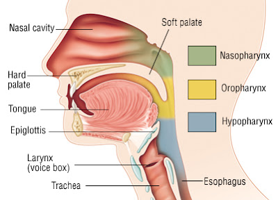 what is larynx