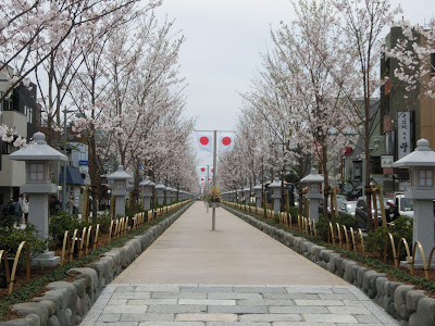  段葛の桜