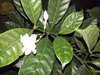 Crepe jasmine flower