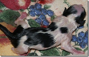 pup 001