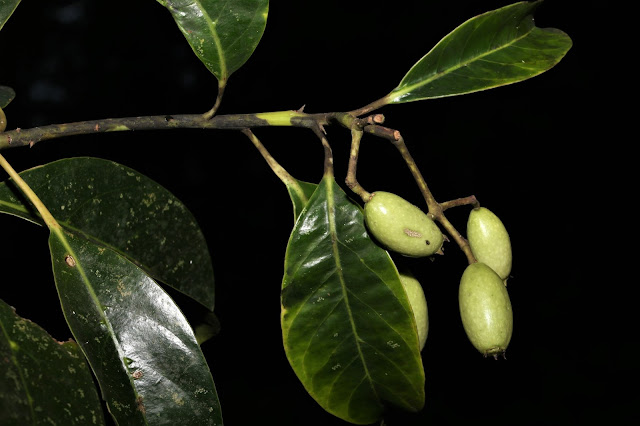 Mastixia pentandra subsp. cambodiana