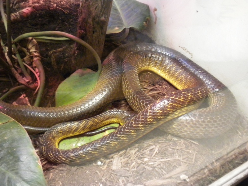 The Zoo Review Species Fact Profile Brown Tree Snake Boiga
